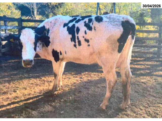 03 Vacas leiteiras - Raça Girolanda
