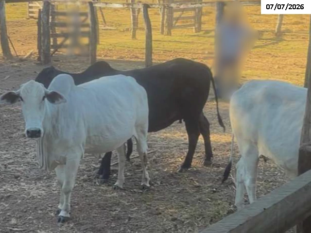 Vacas - Touros - Bezerro