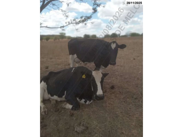 14 Vacas Girolandas
