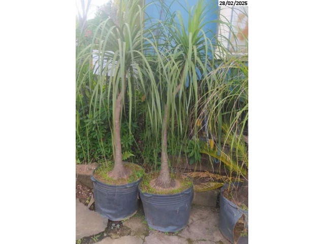 Árvores frutíferas e ornamentais
